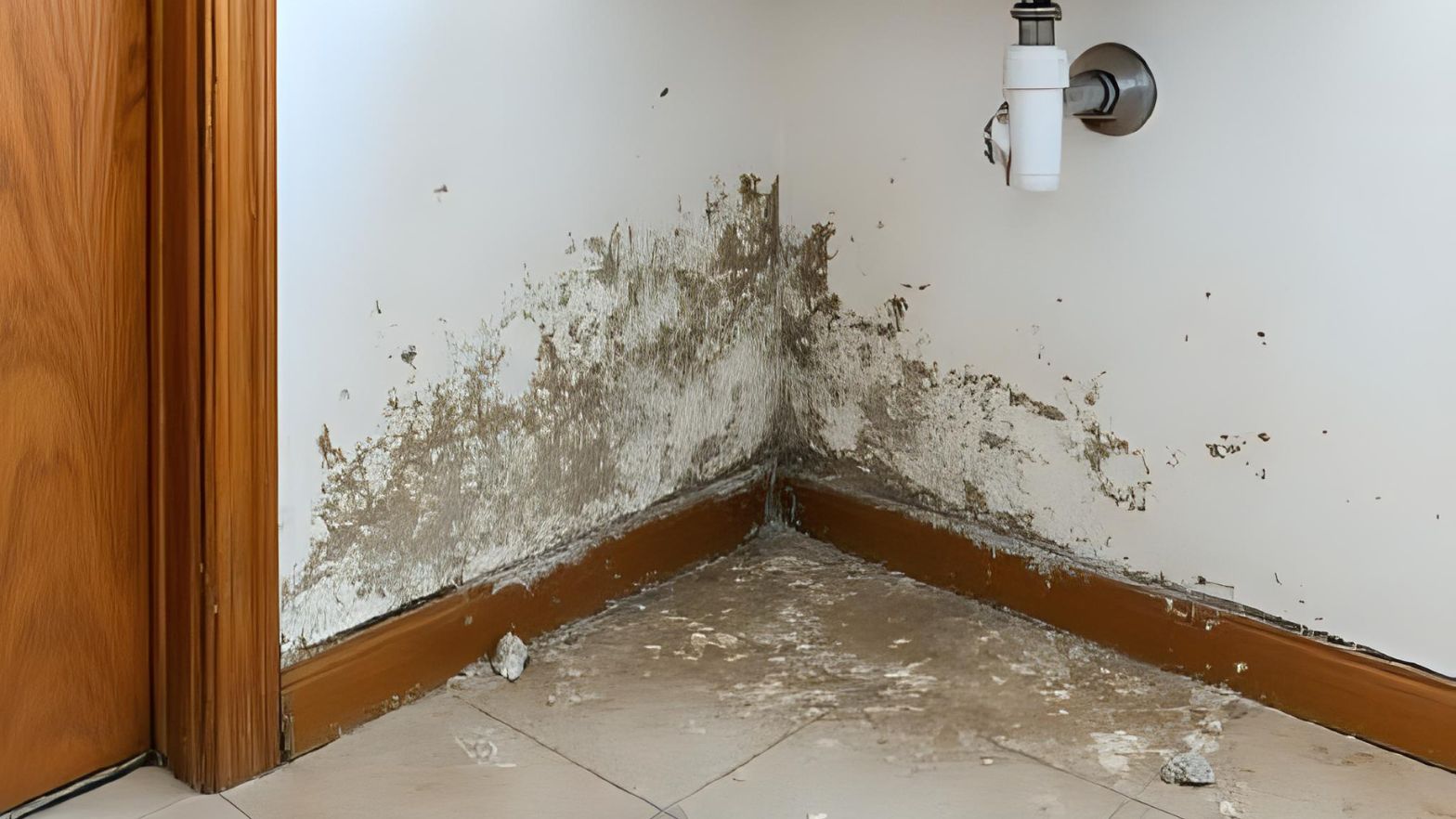 Most Overlooked Areas Where Mold Hides in Homes